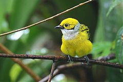 Silver-throated Tanager