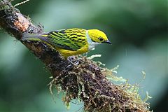 Silver-throated Tanager