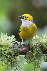 Silver-throated Tanager
