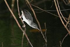 Silvered Antbird