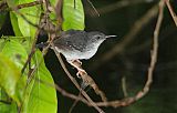 Silvered Antbird