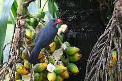 Slate-colored Grosbeak