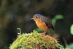 Slate-crowned Antpitta