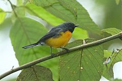 Slate-throated Redstart