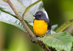 Slate-throated Redstart