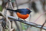 Slate-throated Redstart