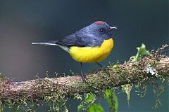 Slate-throated Redstart
