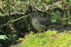 Slaty-backed Nightingale-Thrush