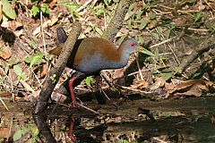 Slaty-breasted Wood-Rail