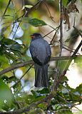 Slaty-tailed Trogon