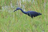 Slaty Egret