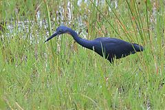 Slaty Egret