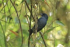 Slaty Finch