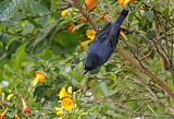 Slaty Flowerpiercerborder=