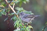 Slaty Flowerpiercer