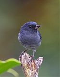 Slaty Flowerpiercerborder=