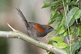 Slaty Spinetail