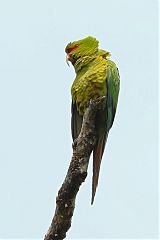 Slender-billed Parakeet