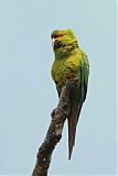 Slender-billed Parakeetborder=