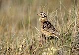 Smith's Longspur