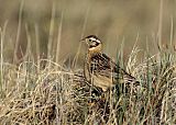 Smith's Longspur