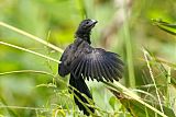 Smooth-billed Aniborder=