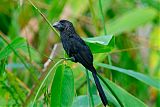 Smooth-billed Ani