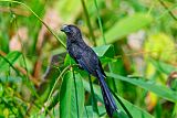 Smooth-billed Aniborder=