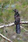Smooth-billed Aniborder=