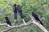 Smooth-billed Aniborder=