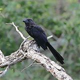 Smooth-billed Aniborder=