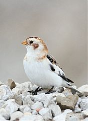 Snow Bunting