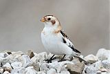 Snow Bunting