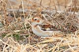 Snow Bunting