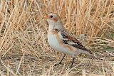 Snow Bunting