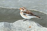 Snow Bunting