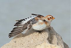 Snow Bunting