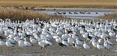 Snow Goose