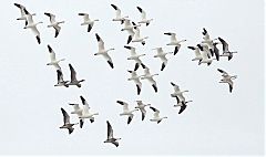 Snow Goose