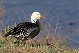 Snow Goose