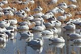 Snow Goose