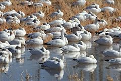 Snow Goose