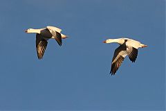 Snow Goose