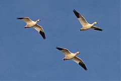 Snow Goose