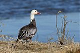 Snow Goose