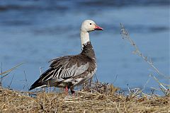 Snow Goose