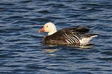 Snow Goose