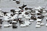 Snow Goose