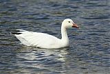 Snow Goose