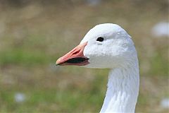 Snow Goose